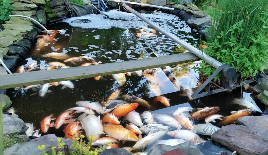 dead koi the science of water Hanover Koi farms