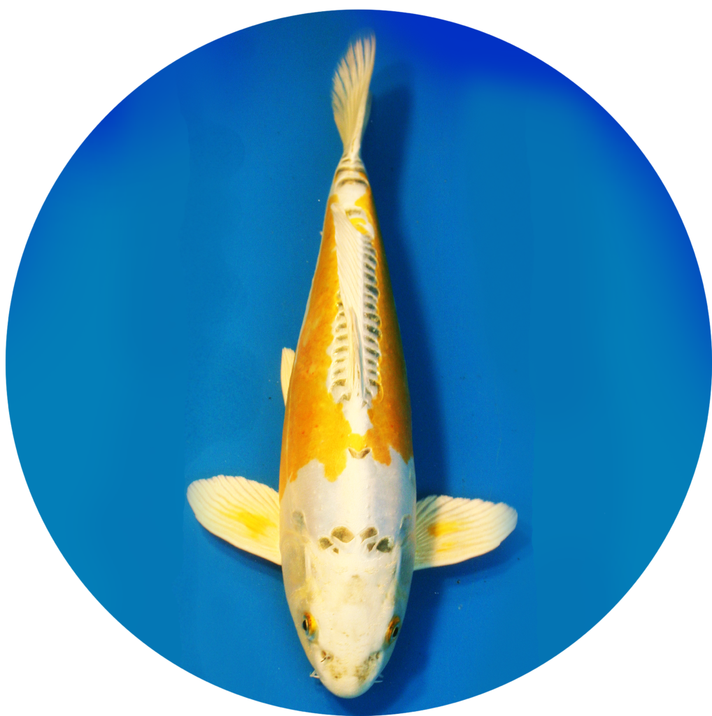 Koi Price List > Hanover Koi Farms