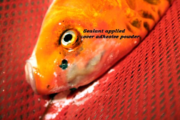 Treating Koi Wounds / Ulcers > Hanover Koi Farms