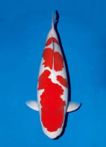 Kohaku Hanover Koi Farms