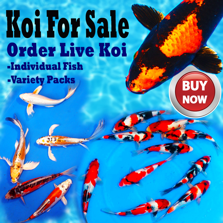 koi fish store near me