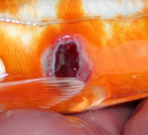 how to treat ulcers on koi fish