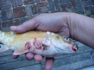 how to treat ulcers on koi fish