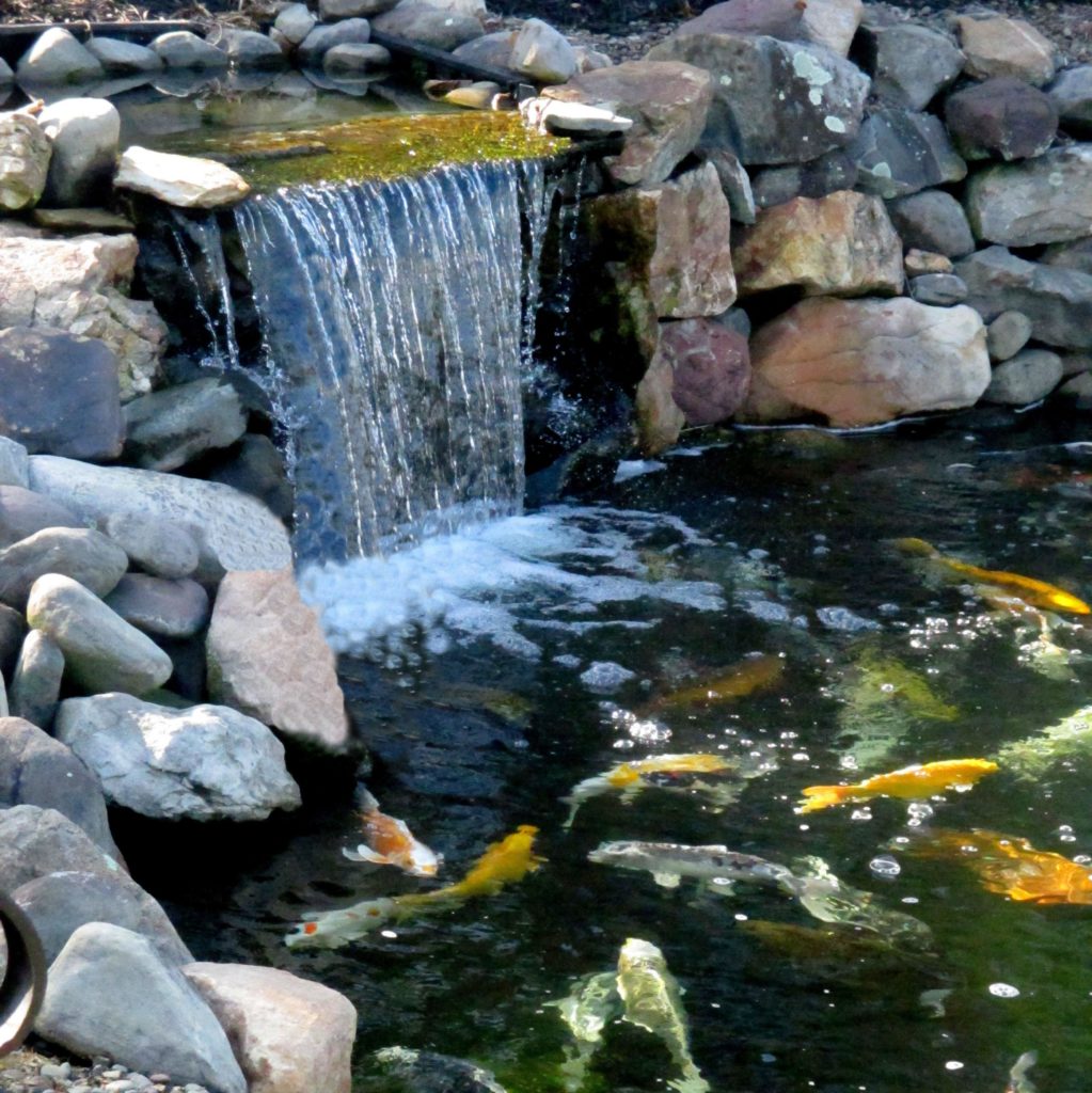 Sick Fish and Pond Design Advice > Hanover Koi Farms